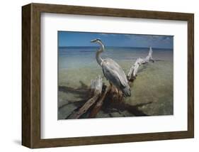 Heron Crossroad-Steve Hunziker-Framed Art Print