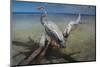 Heron Crossroad-Steve Hunziker-Mounted Art Print