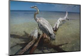 Heron Crossroad-Steve Hunziker-Mounted Art Print