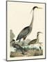 Heron Family I-A. Wilson-Mounted Art Print