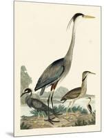 Heron Family I-A. Wilson-Mounted Art Print