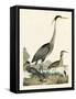 Heron Family I-A. Wilson-Framed Stretched Canvas