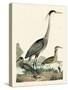 Heron Family I-A. Wilson-Stretched Canvas