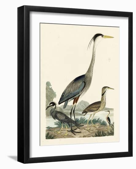 Heron Family I-A. Wilson-Framed Art Print