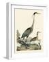 Heron Family I-A. Wilson-Framed Art Print