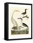 Heron Family II-A^ Wilson-Framed Stretched Canvas