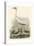 Heron Family III-A^ Wilson-Stretched Canvas
