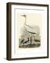 Heron Family III-A^ Wilson-Framed Art Print