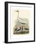 Heron Family III-A^ Wilson-Framed Art Print