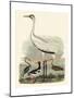 Heron Family III-A^ Wilson-Mounted Art Print