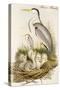 Heron Family-John Gould-Stretched Canvas