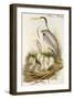 Heron Family-John Gould-Framed Art Print