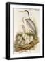 Heron Family-John Gould-Framed Art Print
