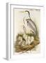 Heron Family-John Gould-Framed Art Print