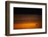 Heron Feeding at Sunset-Paul Souders-Framed Photographic Print