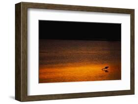 Heron Feeding at Sunset-Paul Souders-Framed Photographic Print