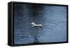 Heron Flight MI 17-Robert Michaud-Framed Stretched Canvas