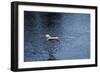 Heron Flight MI 17-Robert Michaud-Framed Giclee Print