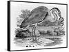 Heron, Illustration from 'A History of British Birds' by Thomas Bewick, First Published 1797-Thomas Bewick-Framed Stretched Canvas