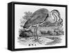 Heron, Illustration from 'A History of British Birds' by Thomas Bewick, First Published 1797-Thomas Bewick-Framed Stretched Canvas