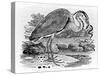 Heron, Illustration from 'A History of British Birds' by Thomas Bewick, First Published 1797-Thomas Bewick-Stretched Canvas