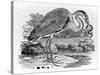 Heron, Illustration from 'A History of British Birds' by Thomas Bewick, First Published 1797-Thomas Bewick-Stretched Canvas