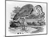 Heron, Illustration from 'A History of British Birds' by Thomas Bewick, First Published 1797-Thomas Bewick-Mounted Giclee Print