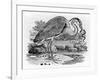 Heron, Illustration from 'A History of British Birds' by Thomas Bewick, First Published 1797-Thomas Bewick-Framed Giclee Print