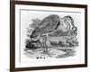 Heron, Illustration from 'A History of British Birds' by Thomas Bewick, First Published 1797-Thomas Bewick-Framed Giclee Print