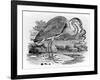 Heron, Illustration from 'A History of British Birds' by Thomas Bewick, First Published 1797-Thomas Bewick-Framed Giclee Print