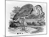 Heron, Illustration from 'A History of British Birds' by Thomas Bewick, First Published 1797-Thomas Bewick-Mounted Giclee Print