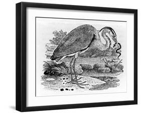 Heron, Illustration from 'A History of British Birds' by Thomas Bewick, First Published 1797-Thomas Bewick-Framed Giclee Print