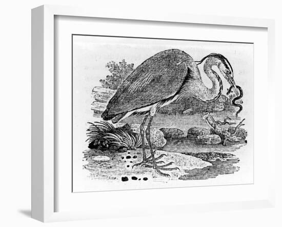 Heron, Illustration from 'A History of British Birds' by Thomas Bewick, First Published 1797-Thomas Bewick-Framed Giclee Print