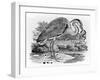 Heron, Illustration from 'A History of British Birds' by Thomas Bewick, First Published 1797-Thomas Bewick-Framed Giclee Print