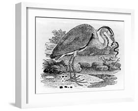 Heron, Illustration from 'A History of British Birds' by Thomas Bewick, First Published 1797-Thomas Bewick-Framed Giclee Print