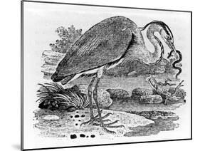 Heron, Illustration from 'A History of British Birds' by Thomas Bewick, First Published 1797-Thomas Bewick-Mounted Giclee Print