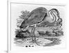 Heron, Illustration from 'A History of British Birds' by Thomas Bewick, First Published 1797-Thomas Bewick-Framed Premium Giclee Print