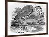 Heron, Illustration from 'A History of British Birds' by Thomas Bewick, First Published 1797-Thomas Bewick-Framed Premium Giclee Print