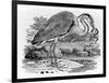 Heron, Illustration from 'A History of British Birds' by Thomas Bewick, First Published 1797-Thomas Bewick-Framed Premium Giclee Print