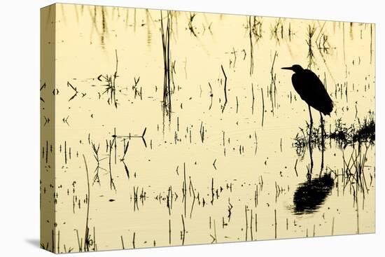 Heron in Loxahatchee National Wildlife Refuge, Everglades, Florida-Rob Sheppard-Stretched Canvas