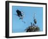 Heron Nest Flight-Robert Michaud-Framed Giclee Print