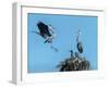 Heron Nest Flight-Robert Michaud-Framed Giclee Print