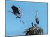 Heron Nest Flight-Robert Michaud-Mounted Giclee Print