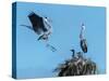 Heron Nest Flight-Robert Michaud-Stretched Canvas