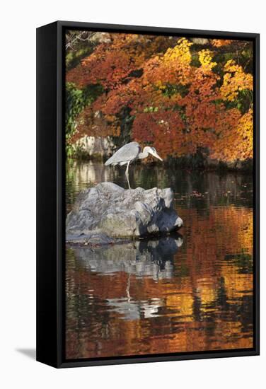 Heron on Lake in Autumn, Eikan-Do Temple, Northern Higashiyama, Kyoto, Japan-Stuart Black-Framed Stretched Canvas