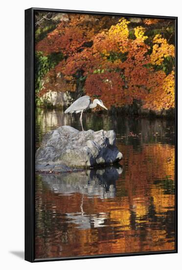 Heron on Lake in Autumn, Eikan-Do Temple, Northern Higashiyama, Kyoto, Japan-Stuart Black-Framed Photographic Print