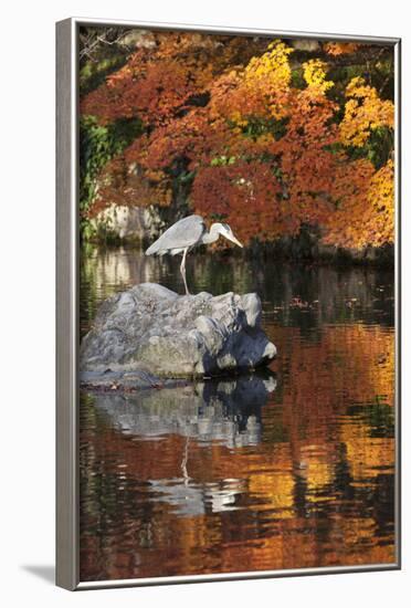 Heron on Lake in Autumn, Eikan-Do Temple, Northern Higashiyama, Kyoto, Japan-Stuart Black-Framed Photographic Print