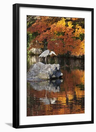 Heron on Lake in Autumn, Eikan-Do Temple, Northern Higashiyama, Kyoto, Japan-Stuart Black-Framed Photographic Print