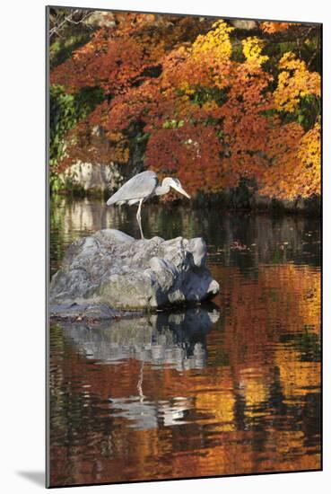 Heron on Lake in Autumn, Eikan-Do Temple, Northern Higashiyama, Kyoto, Japan-Stuart Black-Mounted Photographic Print