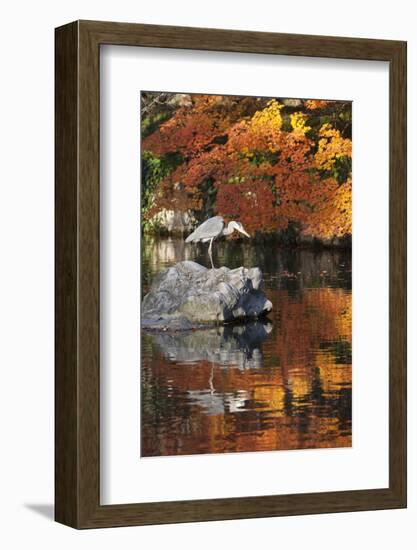 Heron on Lake in Autumn, Eikan-Do Temple, Northern Higashiyama, Kyoto, Japan-Stuart Black-Framed Photographic Print